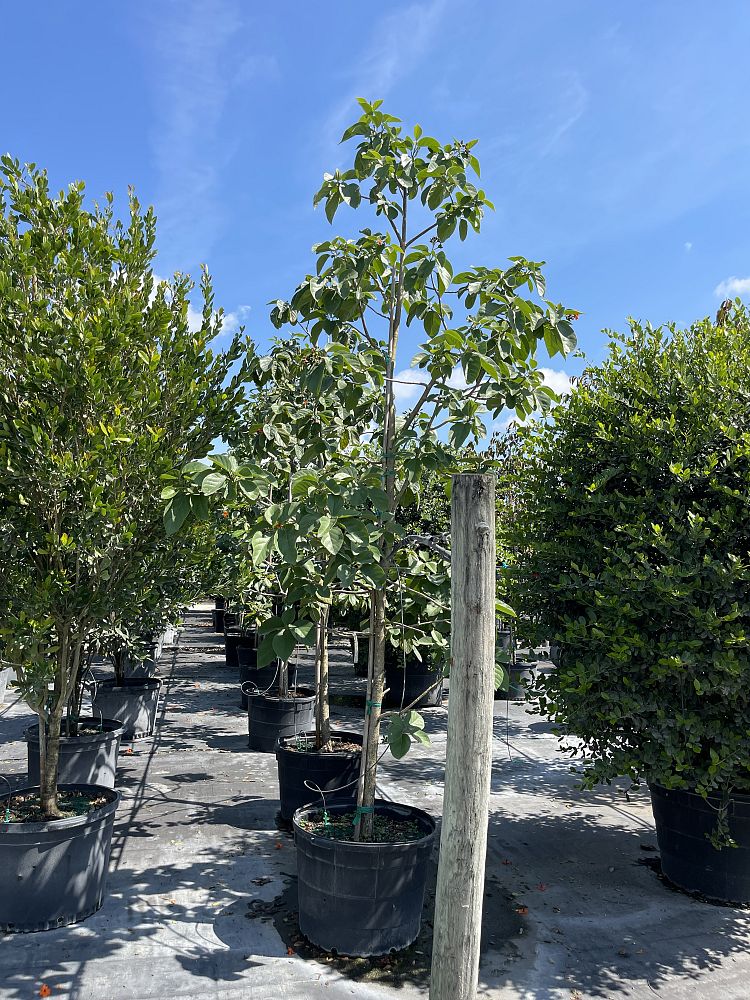 cordia-sebestena-orange-geiger-tree