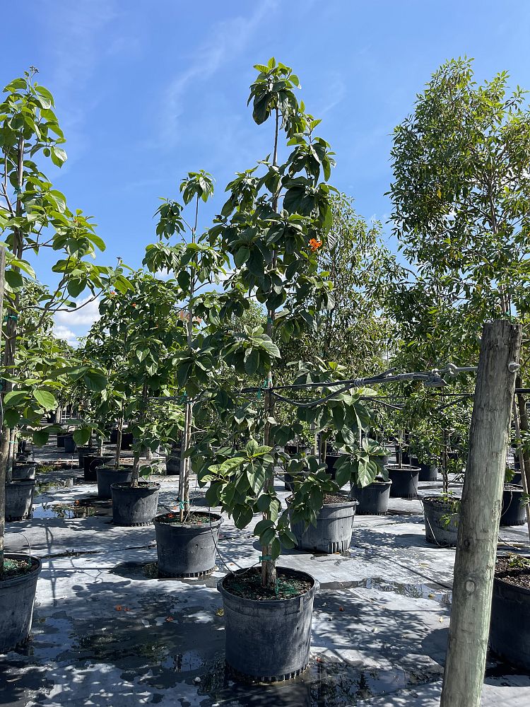 cordia-sebestena-orange-geiger-tree