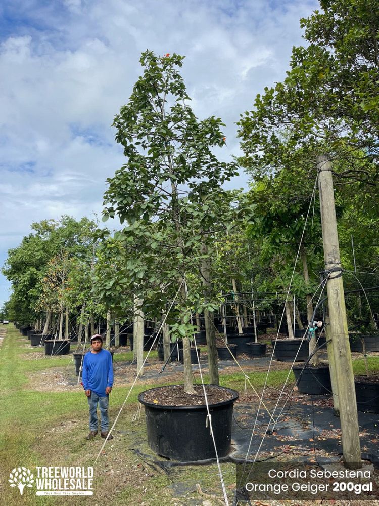 cordia-sebestena-orange-geiger-tree