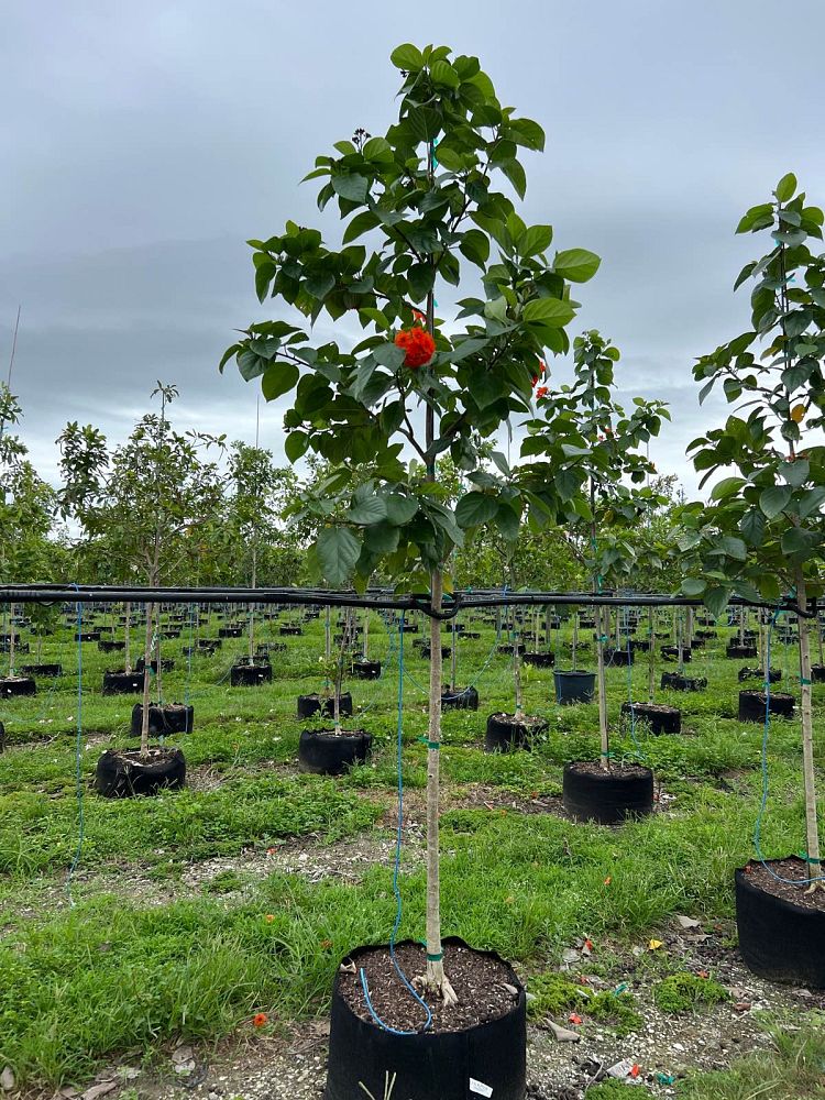 cordia-sebestena-orange-geiger-tree