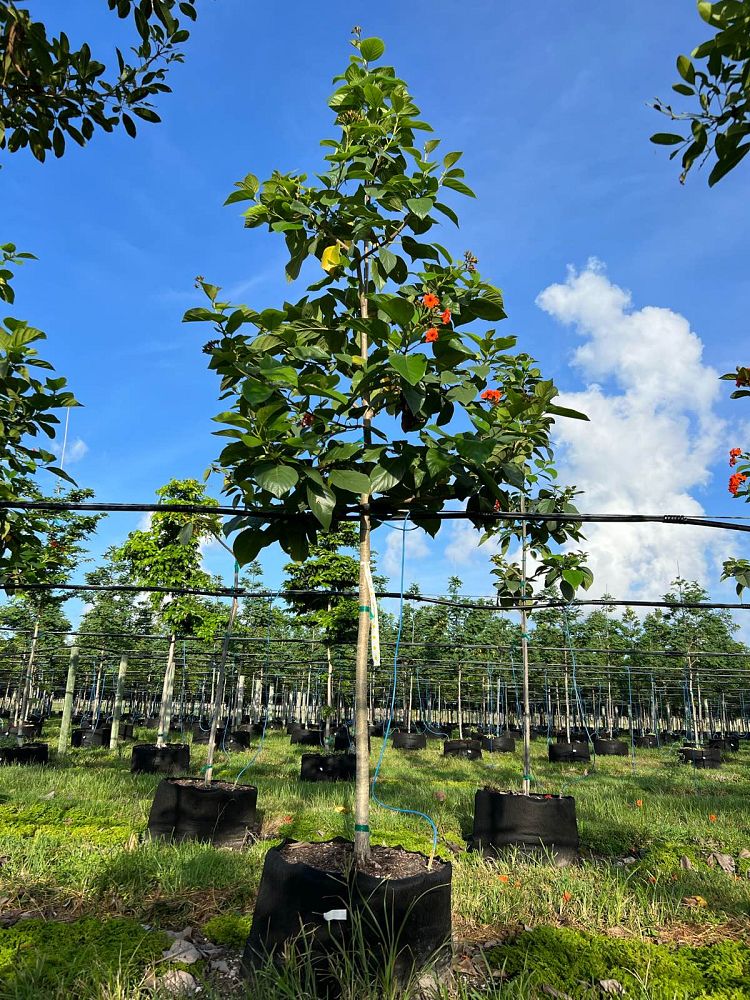 cordia-sebestena-orange-geiger-tree