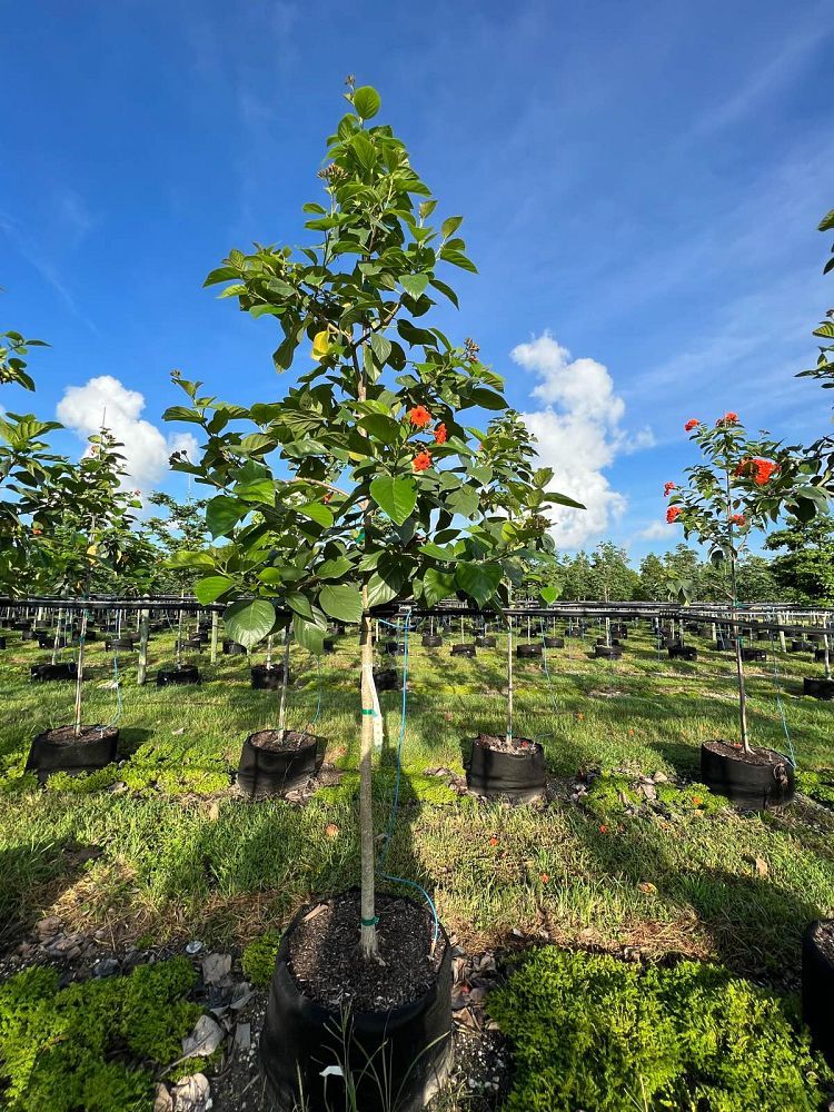 cordia-sebestena-orange-geiger-tree