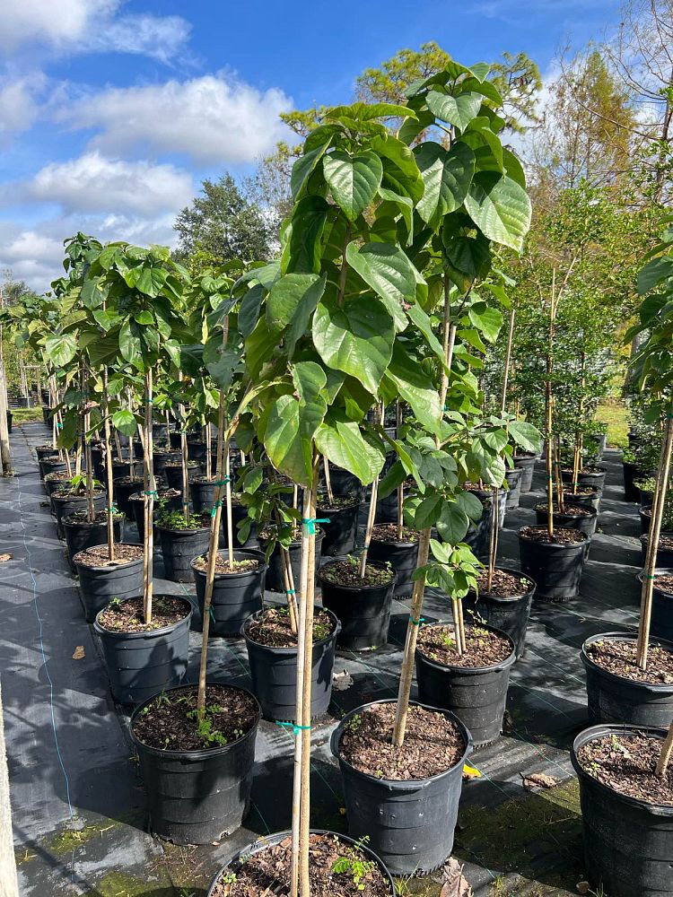 cordia-sebestena-orange-geiger-tree