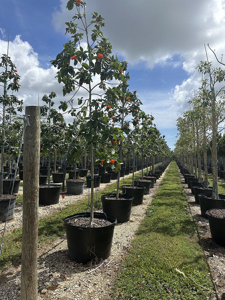 cordia-sebestena-orange-geiger-tree