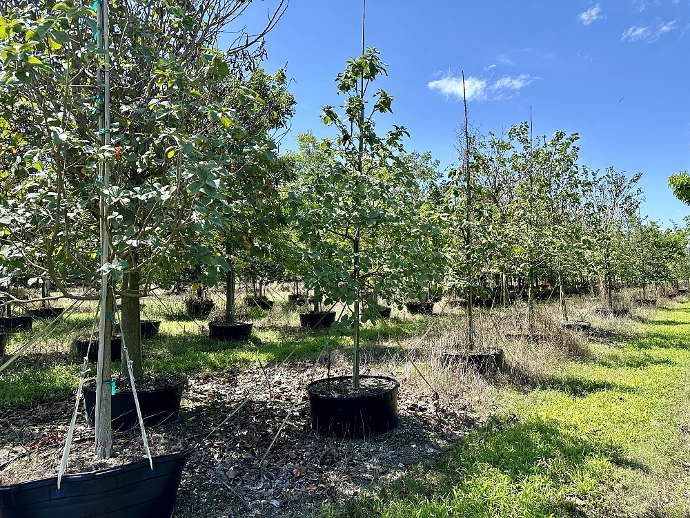 cordia-sebestena-orange-geiger-tree