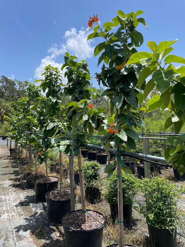 cordia-sebestena-orange-geiger-tree