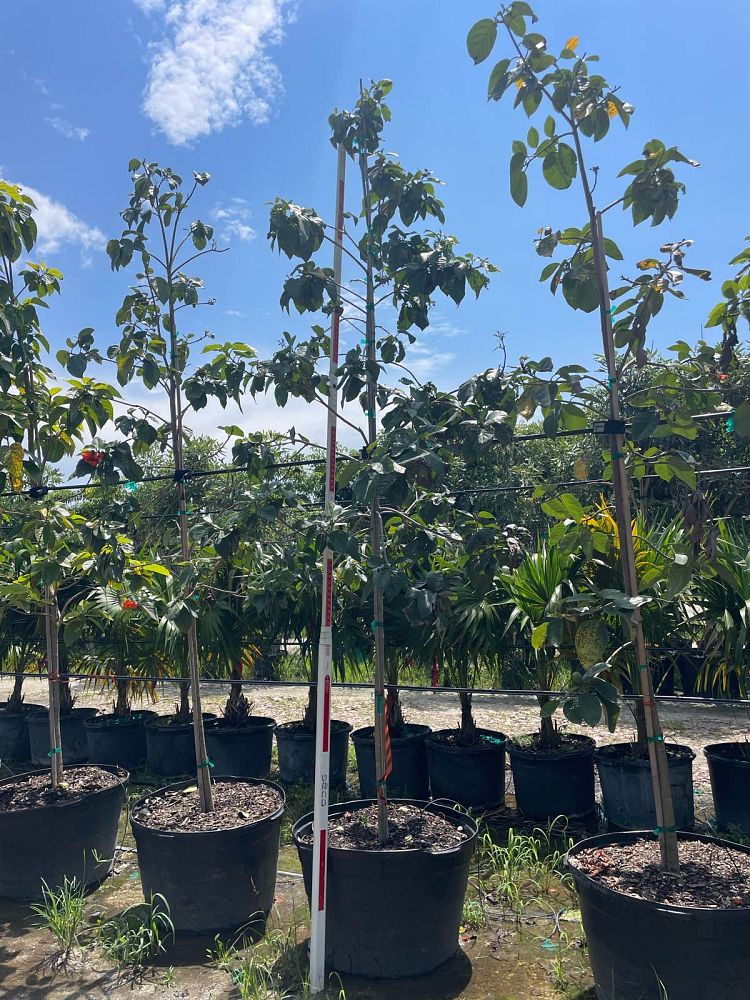 cordia-sebestena-orange-geiger-tree
