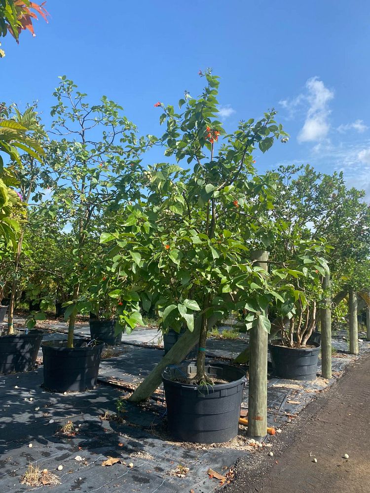 cordia-sebestena-orange-geiger-tree