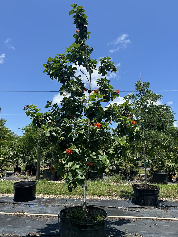 cordia-sebestena-orange-geiger-tree