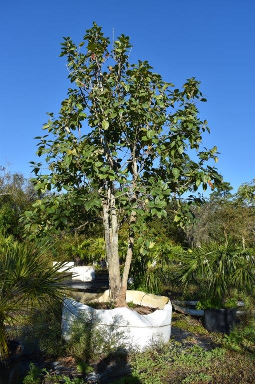 cordia-sebestena-orange-geiger-tree