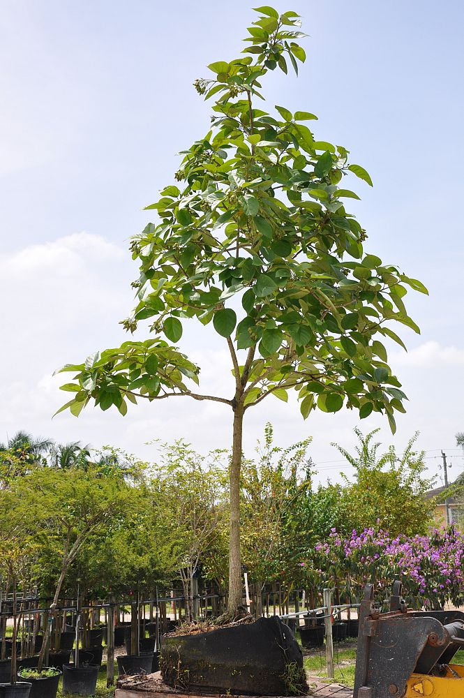 cordia-sebestena-orange-geiger-tree