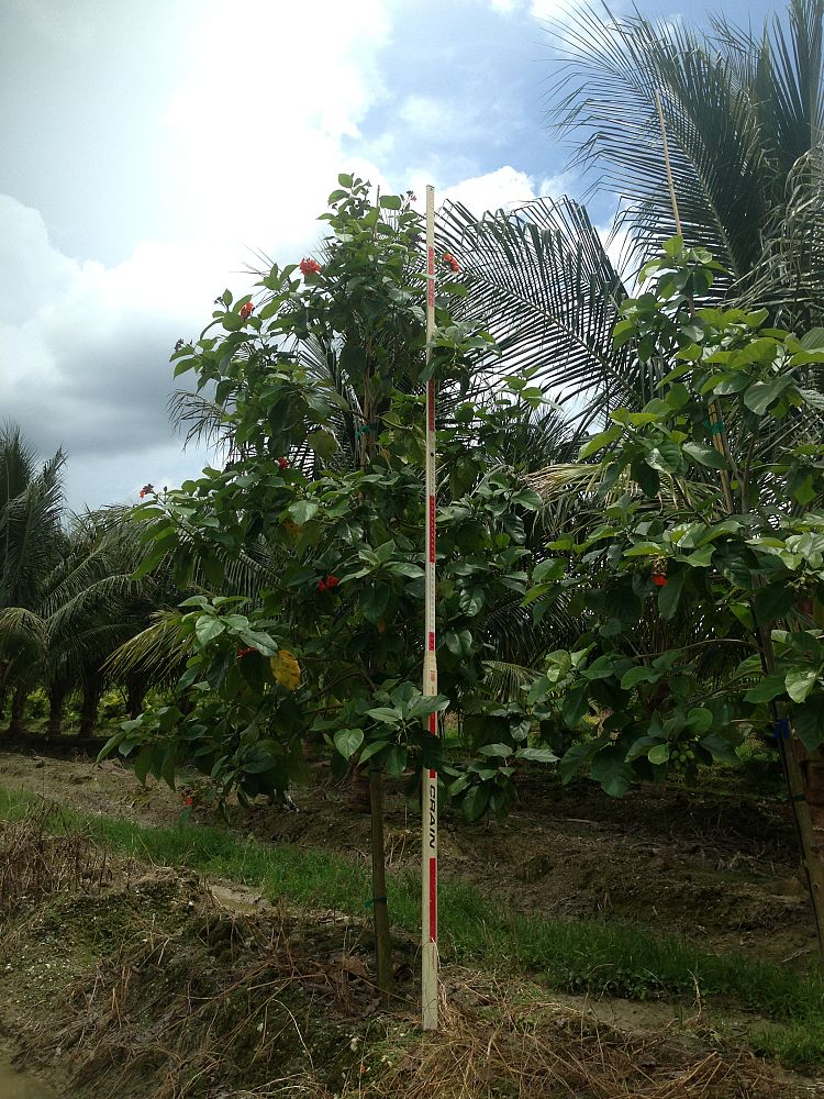 cordia-sebestena-orange-geiger-tree