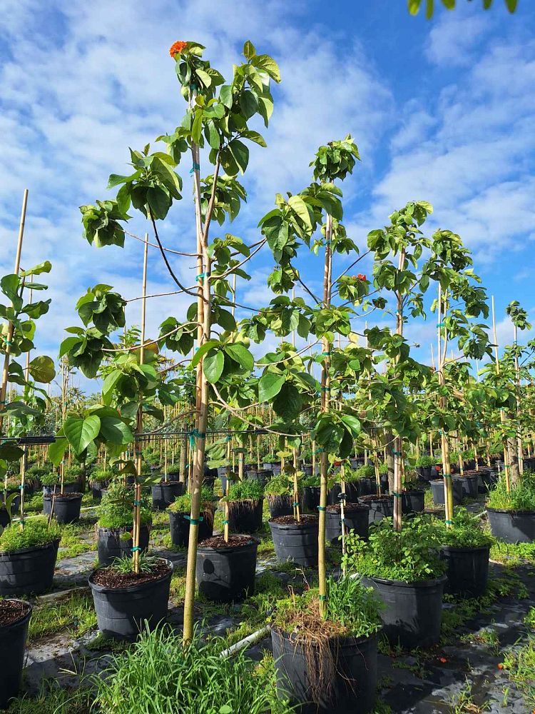 cordia-sebestena-orange-geiger-tree