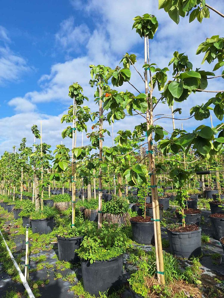 cordia-sebestena-orange-geiger-tree
