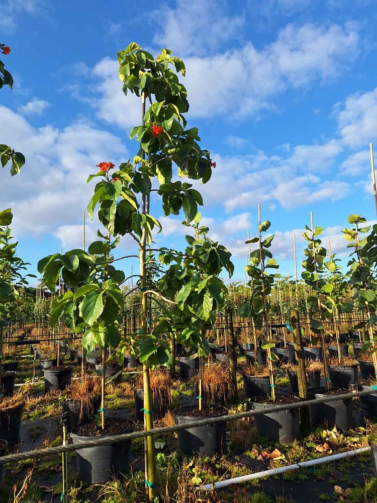 cordia-sebestena-orange-geiger-tree