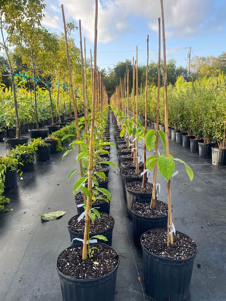 cordia-sebestena-orange-geiger-tree