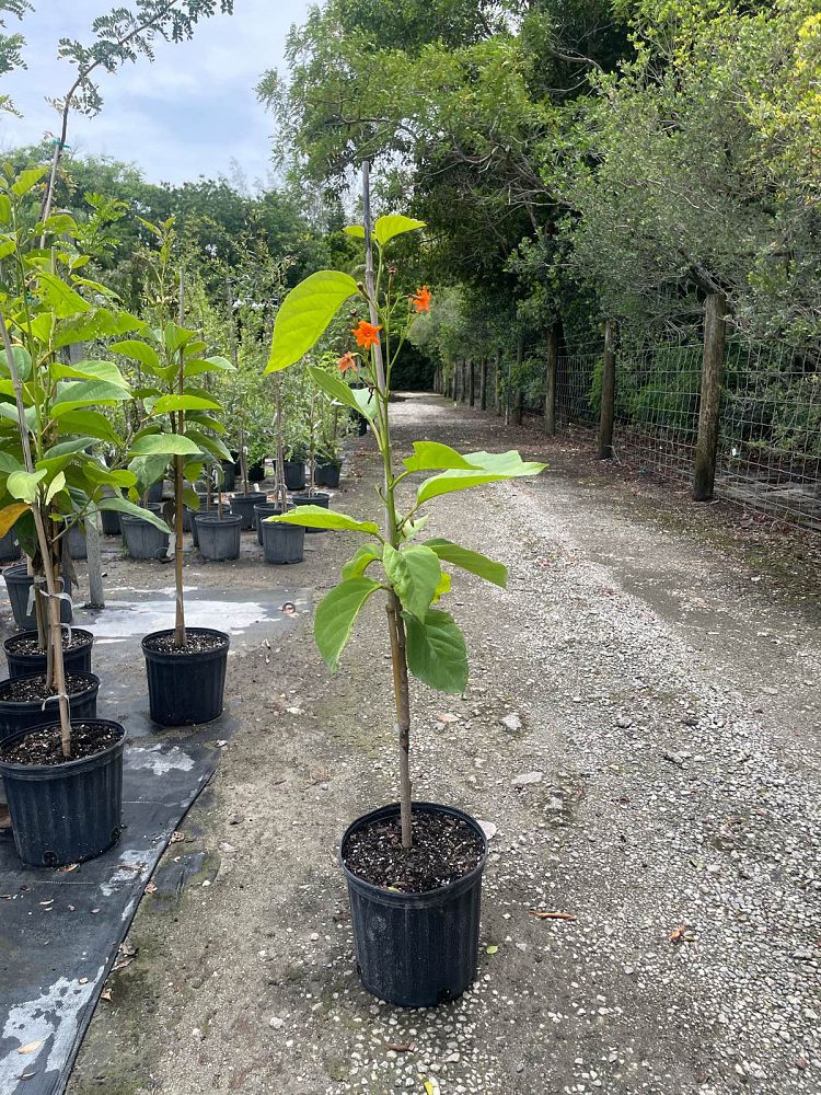 cordia-sebestena-orange-geiger-tree