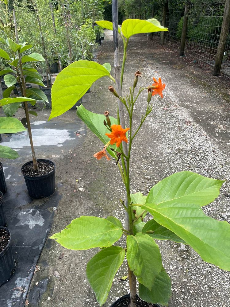 cordia-sebestena-orange-geiger-tree
