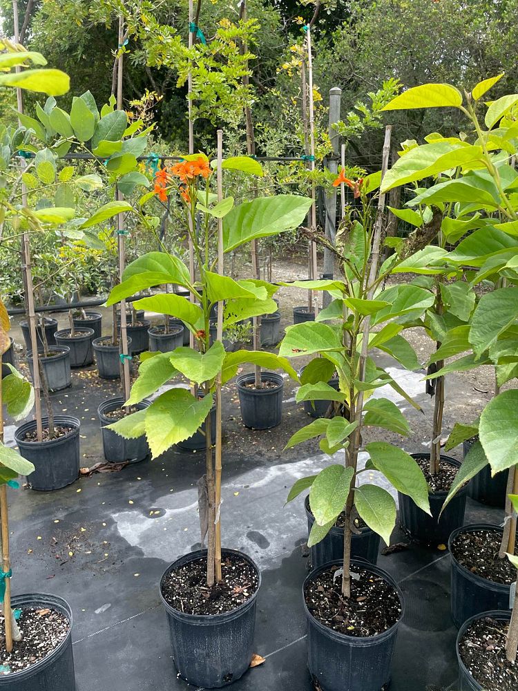 cordia-sebestena-orange-geiger-tree