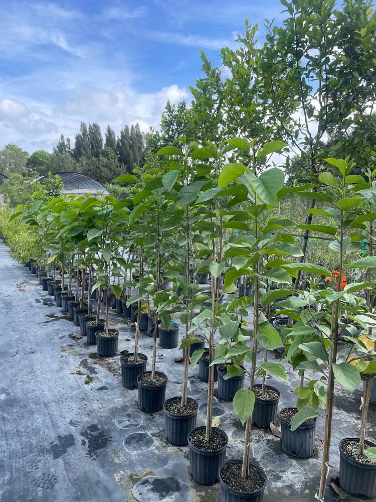 cordia-sebestena-orange-geiger-tree