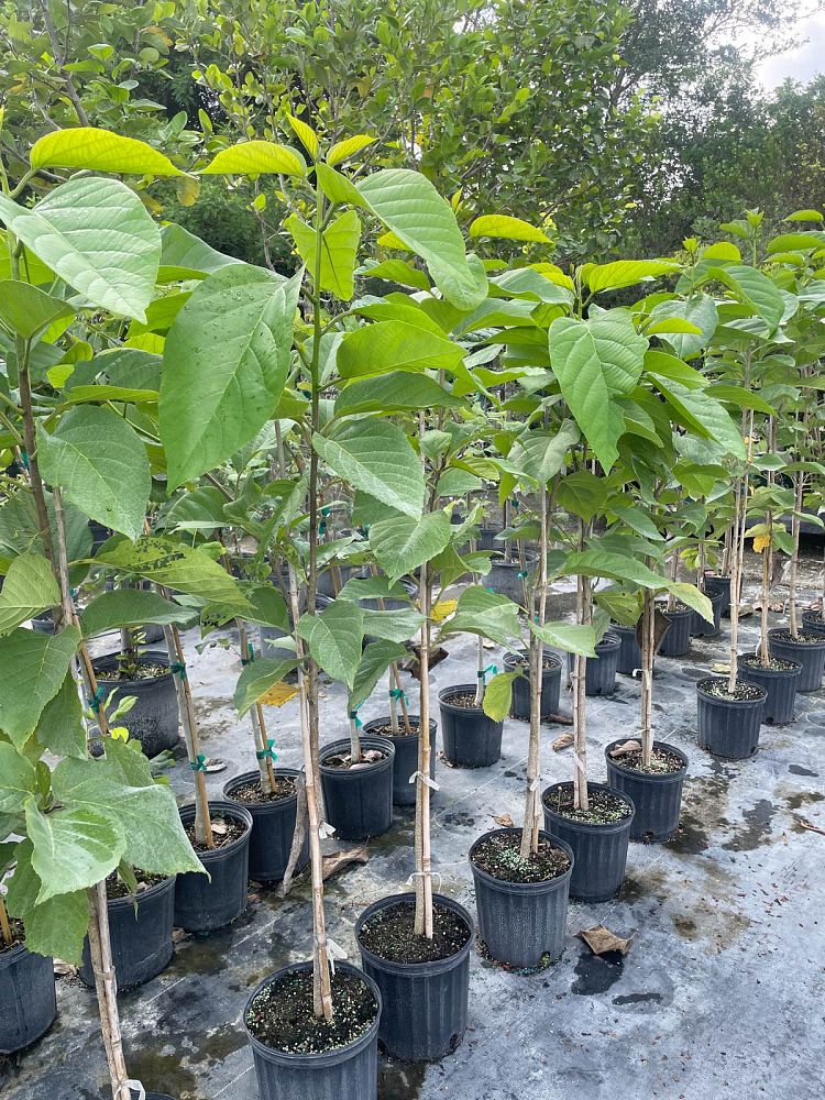 cordia-sebestena-orange-geiger-tree