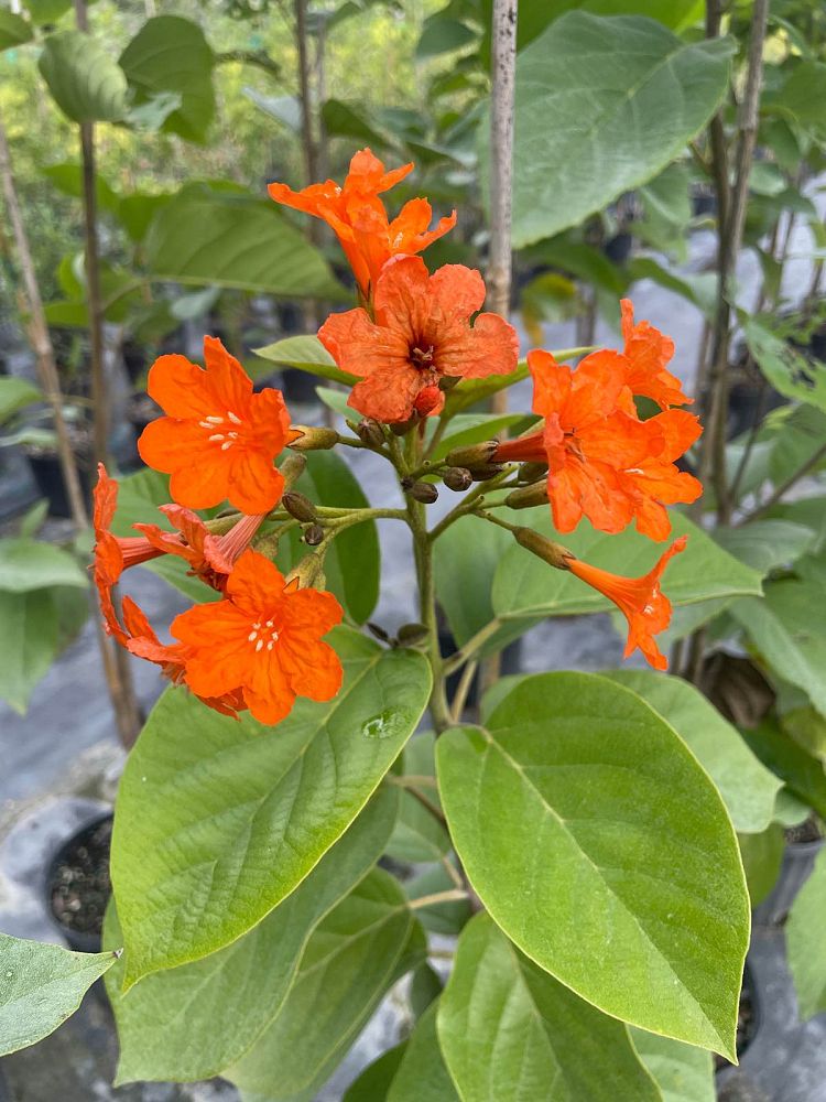 cordia-sebestena-orange-geiger-tree