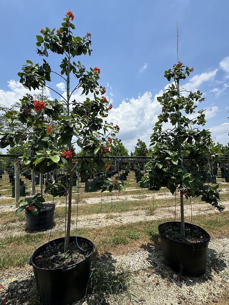 cordia-sebestena-orange-geiger-tree