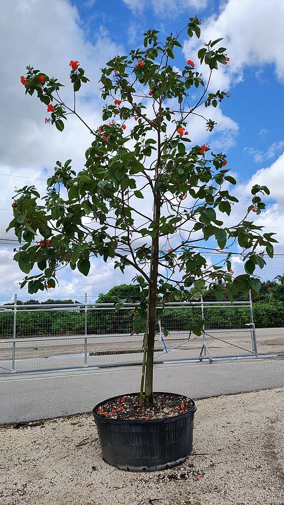 cordia-sebestena-orange-geiger-tree