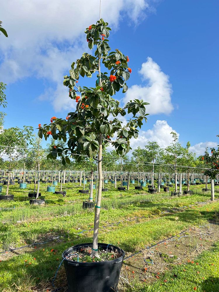 cordia-sebestena-orange-geiger-tree