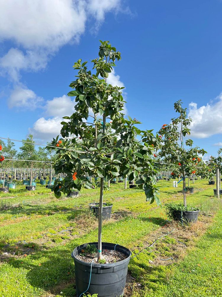cordia-sebestena-orange-geiger-tree