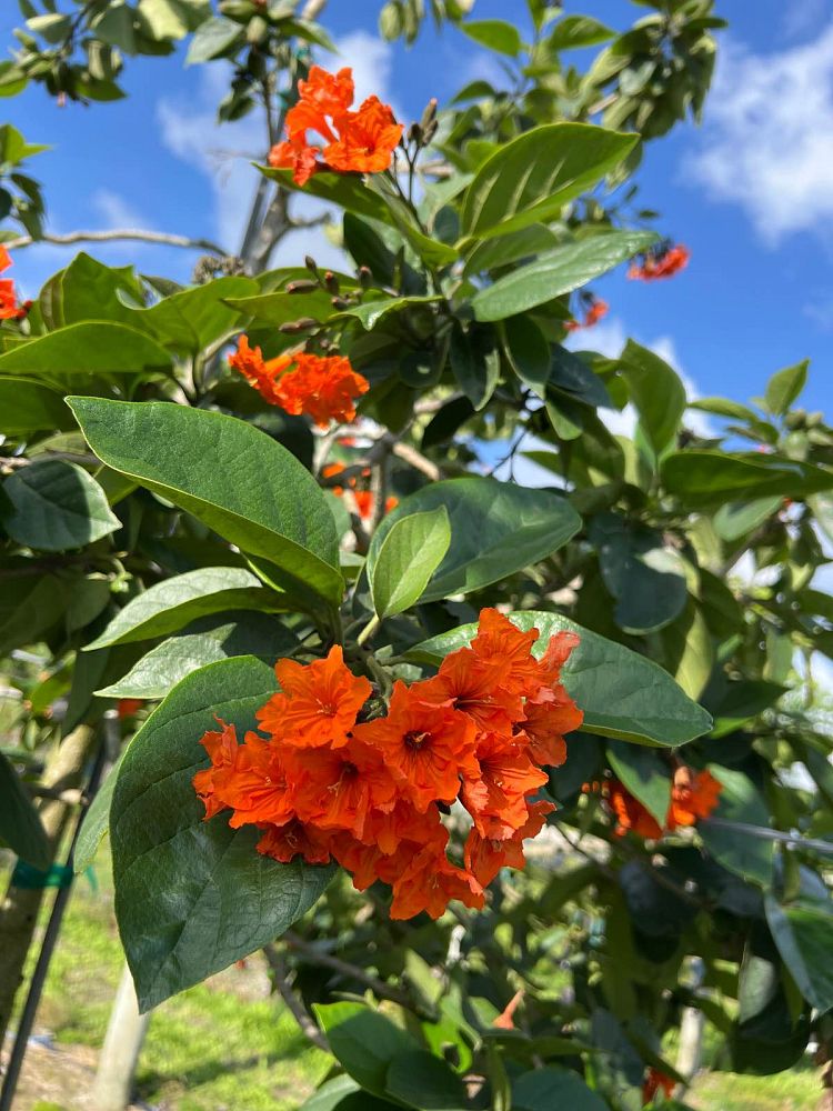 cordia-sebestena-orange-geiger-tree