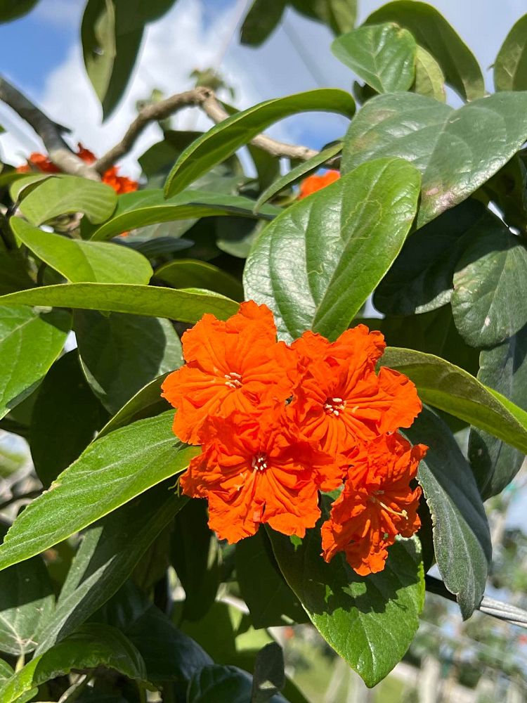 cordia-sebestena-orange-geiger-tree