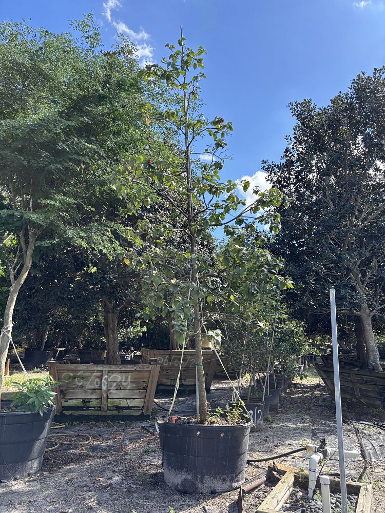 cordia-sebestena-orange-geiger-tree