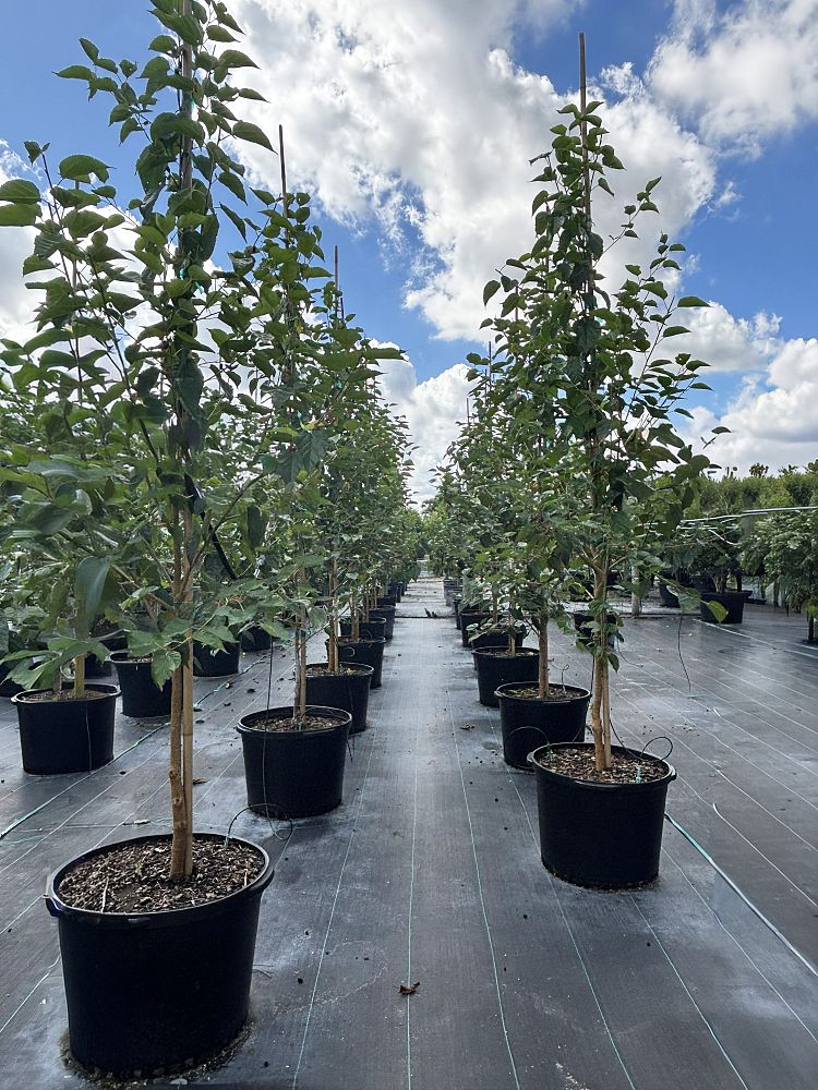 cordia-sebestena-orange-geiger-tree