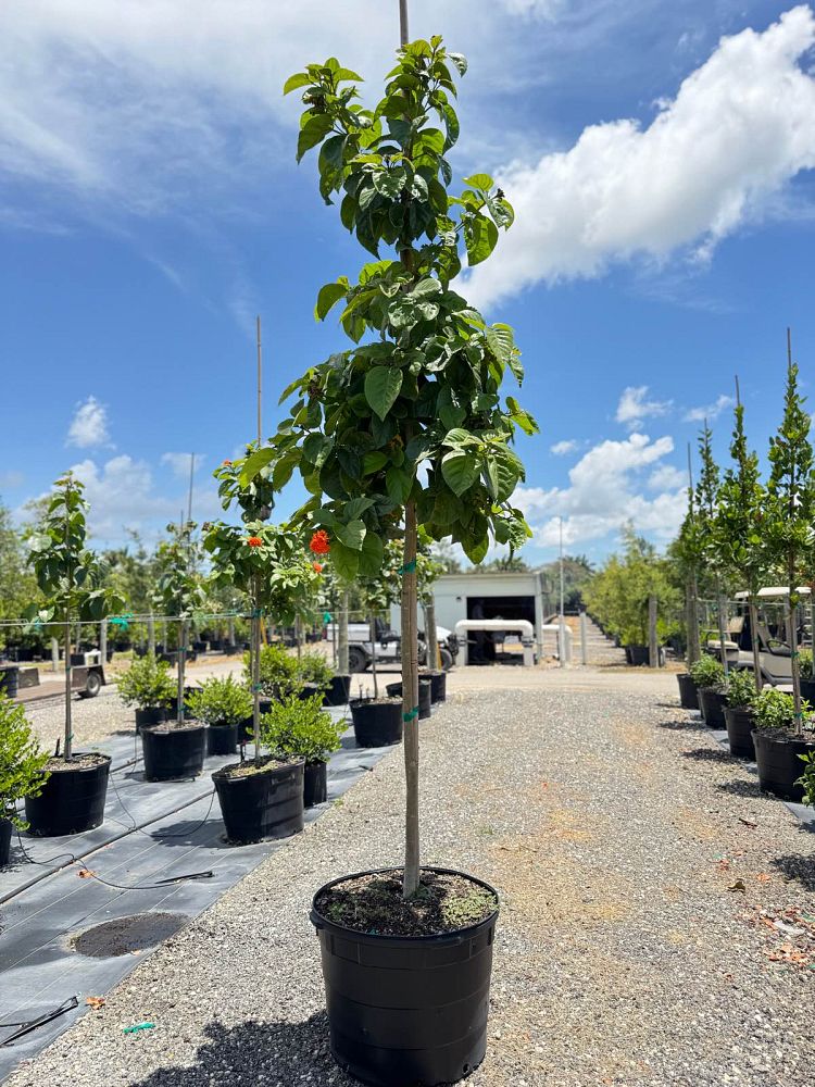 cordia-sebestena-orange-geiger-tree