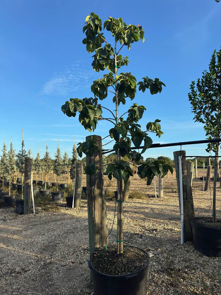 cordia-sebestena-orange-geiger-tree