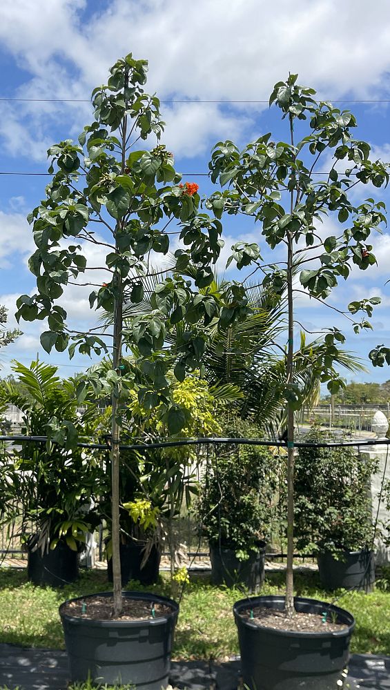 cordia-sebestena-orange-geiger-tree