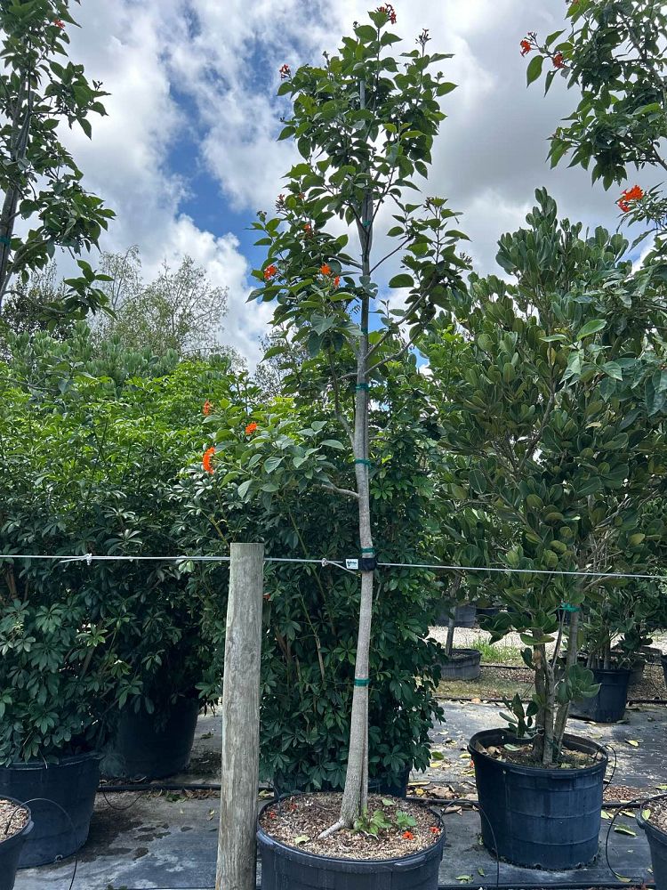 cordia-sebestena-orange-geiger-tree