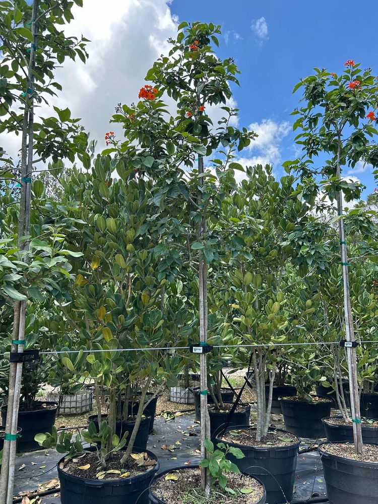cordia-sebestena-orange-geiger-tree