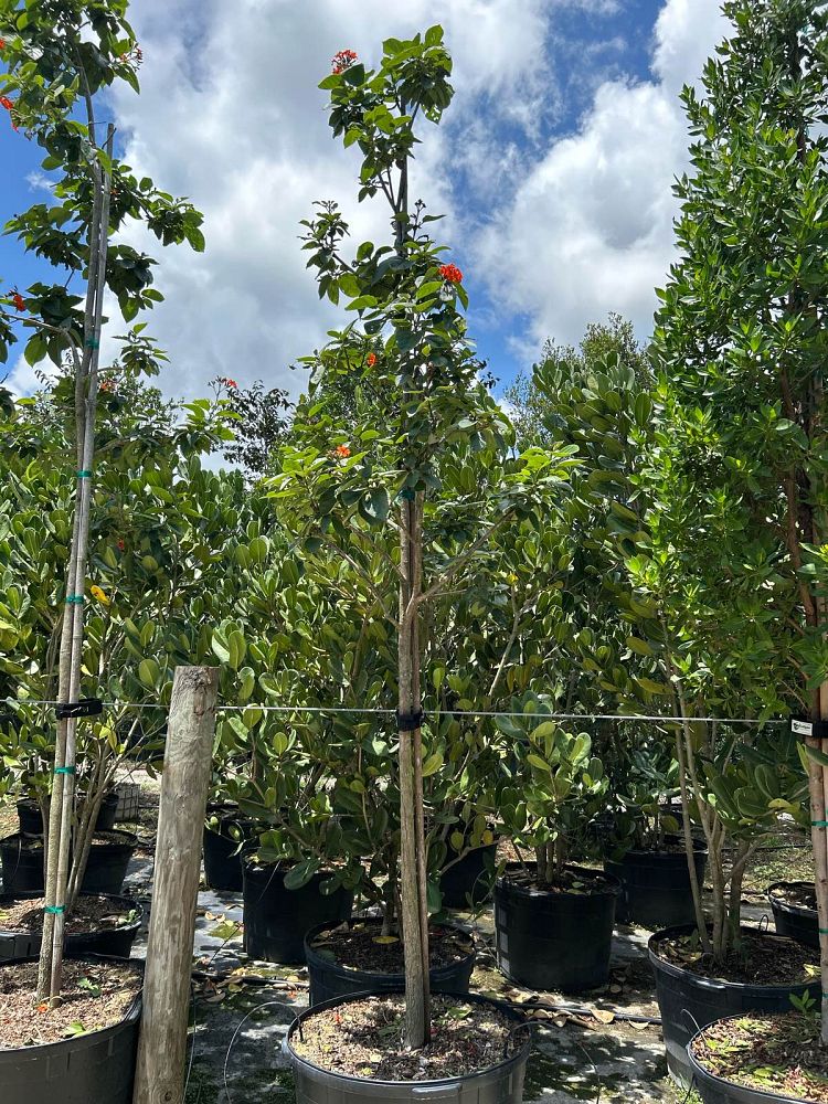 cordia-sebestena-orange-geiger-tree