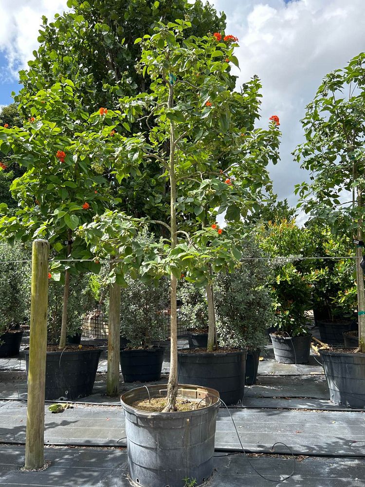 cordia-sebestena-orange-geiger-tree
