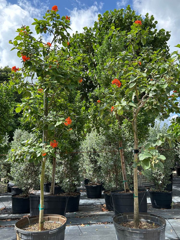 cordia-sebestena-orange-geiger-tree