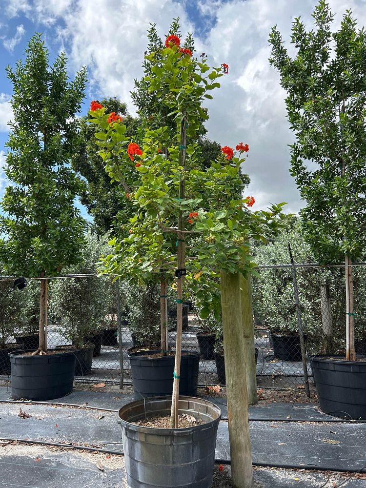 cordia-sebestena-orange-geiger-tree