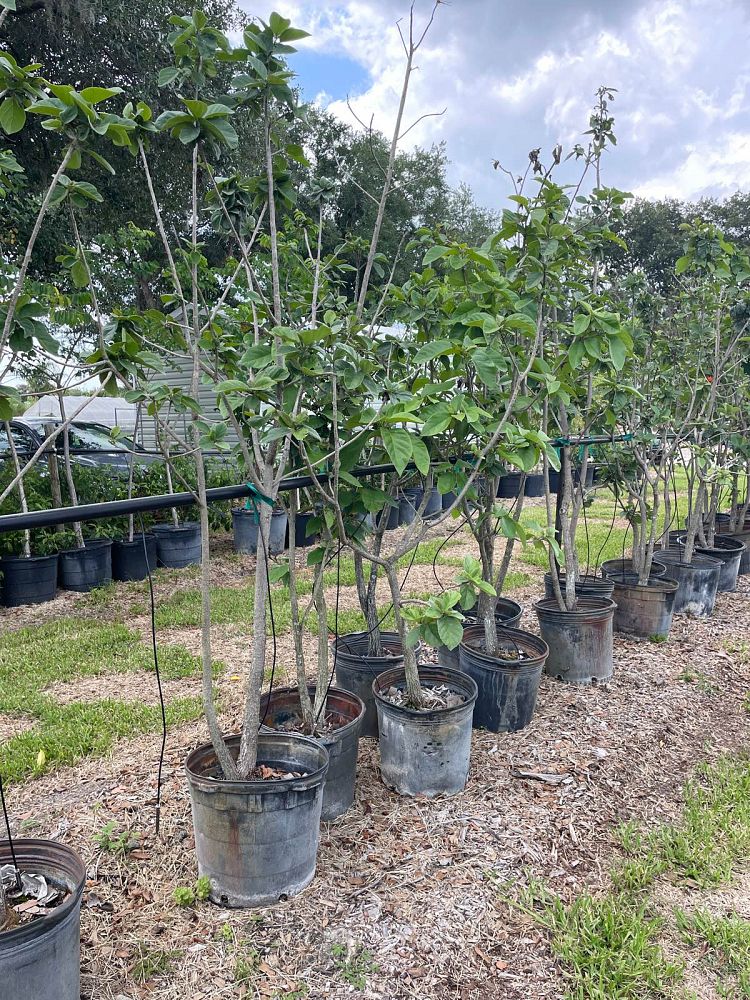 cordia-sebestena-orange-geiger-tree