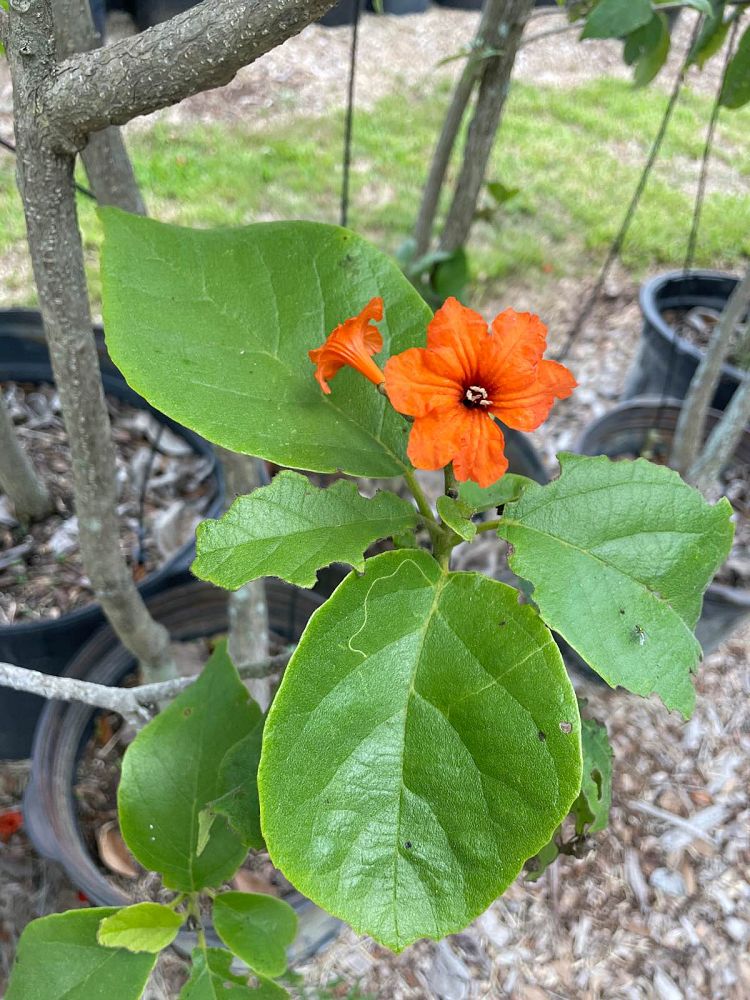 cordia-sebestena-orange-geiger-tree