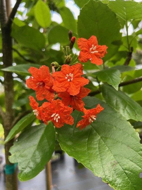 cordia-sebestena-orange-geiger-tree