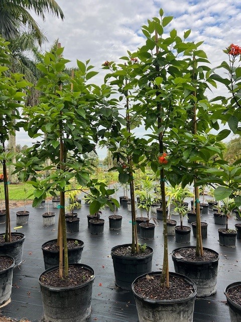 cordia-sebestena-orange-geiger-tree