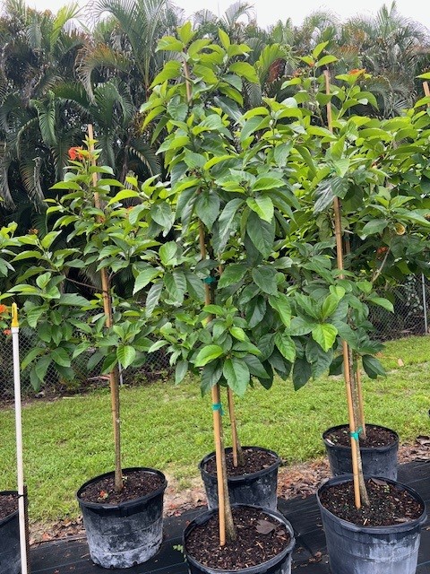 cordia-sebestena-orange-geiger-tree