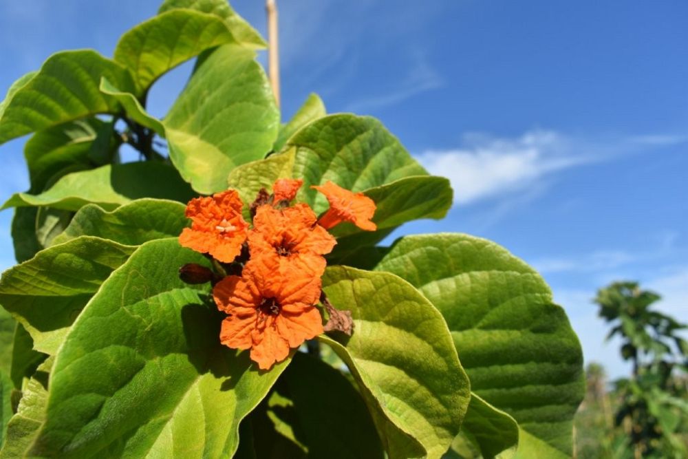 cordia-sebestena-orange-geiger-tree