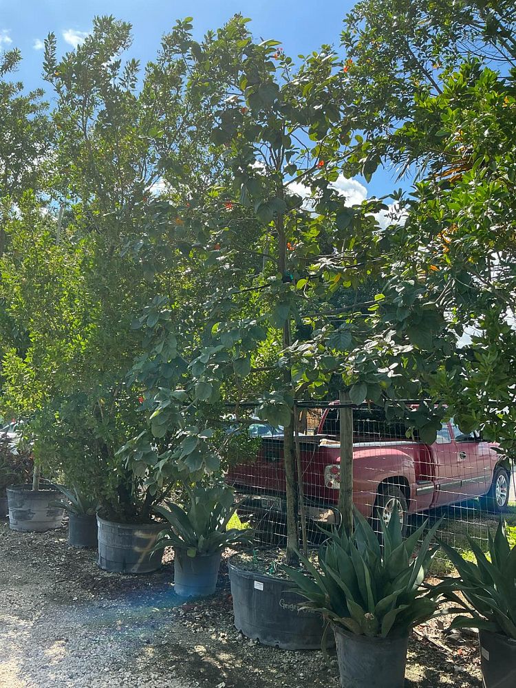 cordia-sebestena-orange-geiger-tree